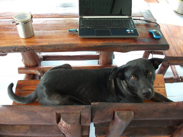 Black Jack bewacht den Computer