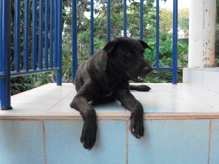 Hund Black Jack