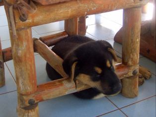 Hund Jäcky