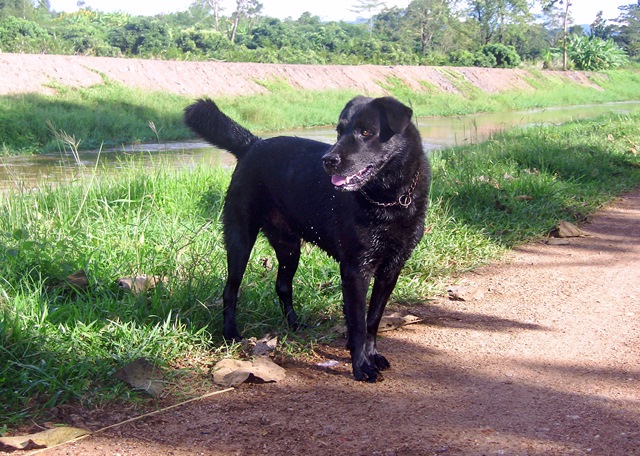 Lucky in jungen Jahren